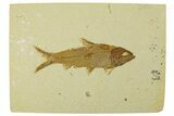Fossil Fish (Knightia) - Wyoming #295571-1